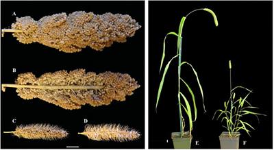 Domestication and Improvement in the Model C4 Grass, Setaria